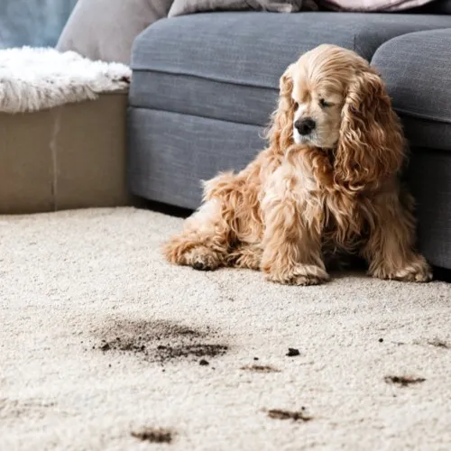 CarpetCare-DirtSpills Carpet care | Chacon Flooring